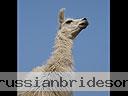 Machu-Picchu-026